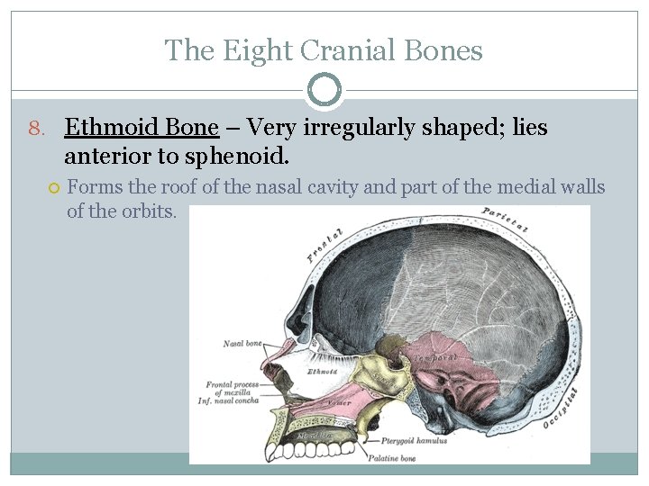 The Eight Cranial Bones 8. Ethmoid Bone – Very irregularly shaped; lies anterior to