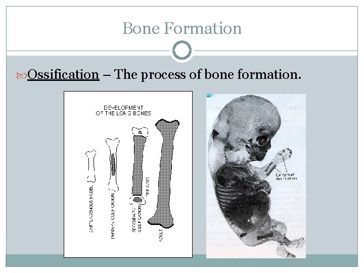 Bone Formation Ossification – The process of bone formation. 