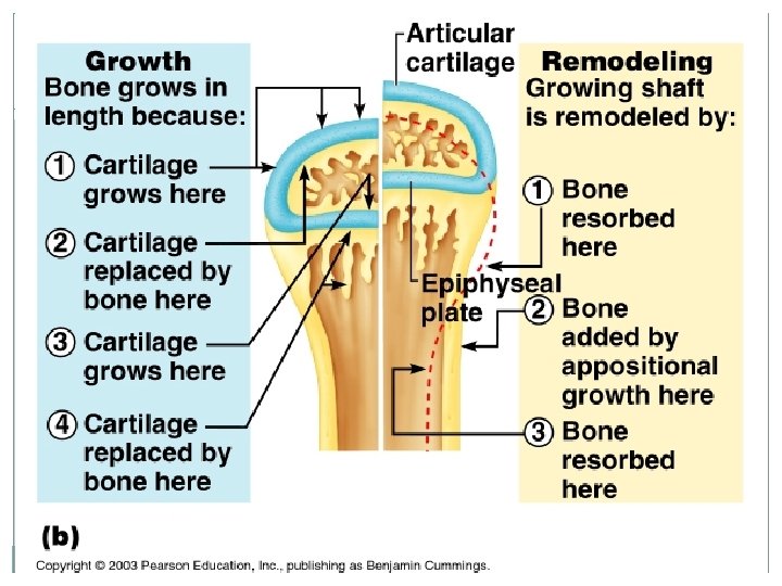 Bone Tissue Bone is a dynamic and active tissue. Bones are remodeled continually in