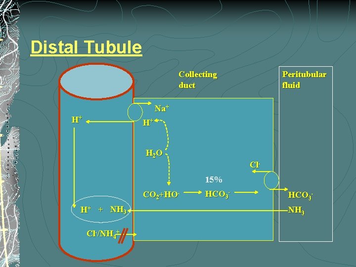 Distal Tubule Collecting duct Peritubular fluid Na+ H+ H+ H 2 O Cl 15%