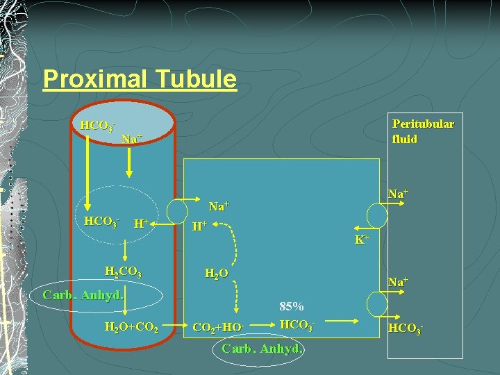 Proximal Tubule HCO 3 - Peritubular fluid Na+ Na+ HCO 3 - H+ H