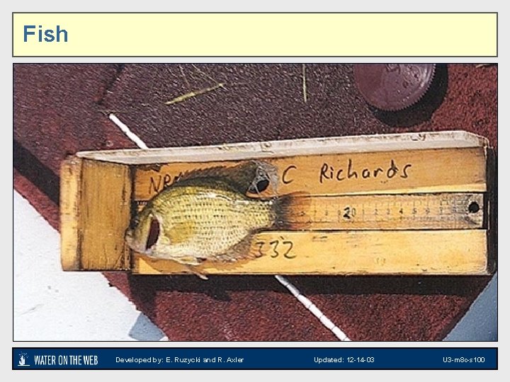 Fish New section - fish image Developed by: E. Ruzycki and R. Axler Updated: