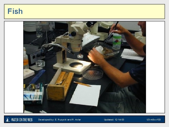 Fish Lab investigation photo Developed by: E. Ruzycki and R. Axler Updated: 12 -14