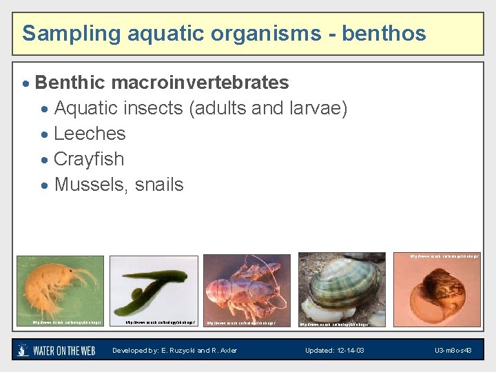 Sampling aquatic organisms - benthos · Benthic macroinvertebrates · Aquatic insects (adults and larvae)