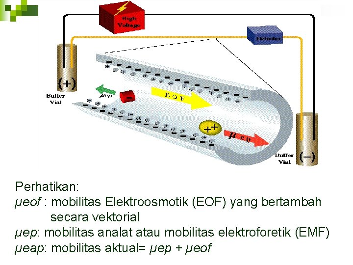 Perhatikan: µeof : mobilitas Elektroosmotik (EOF) yang bertambah secara vektorial µep: mobilitas analat atau