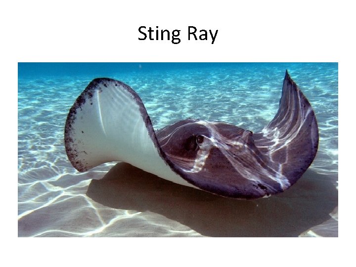 Sting Ray 