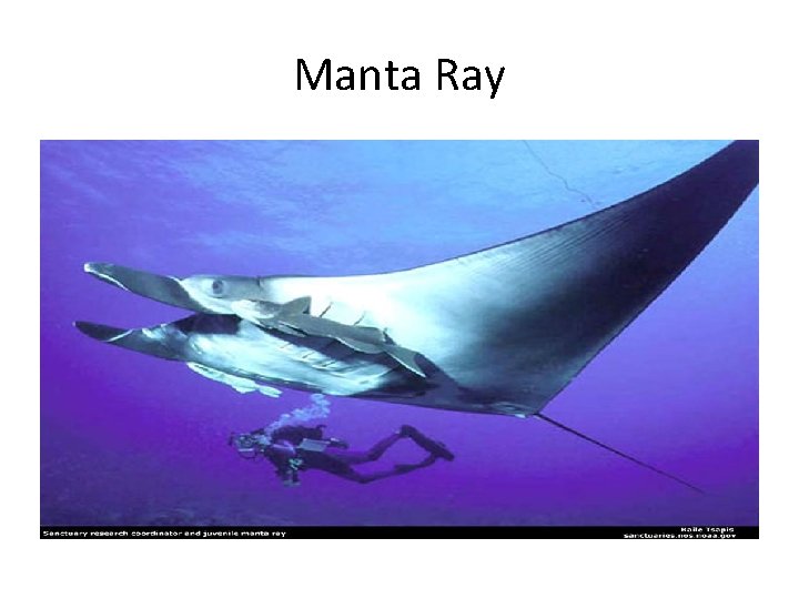 Manta Ray 