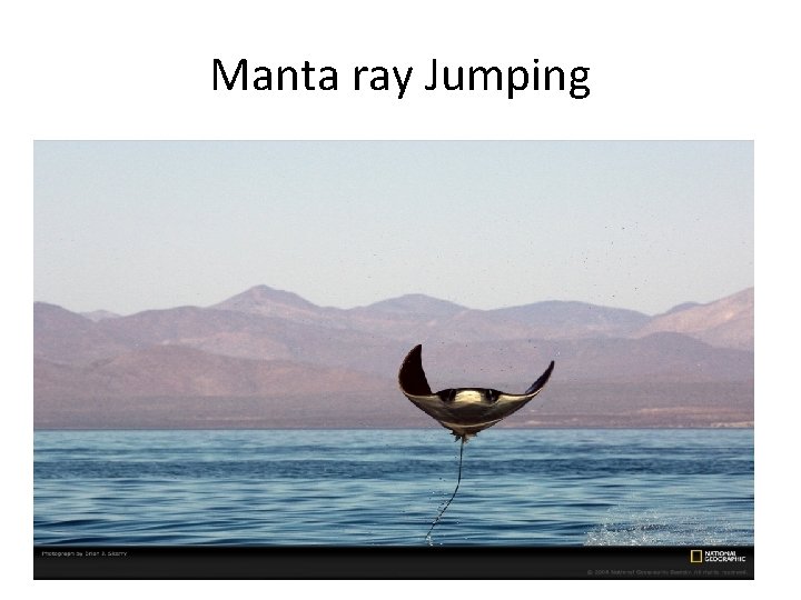 Manta ray Jumping 