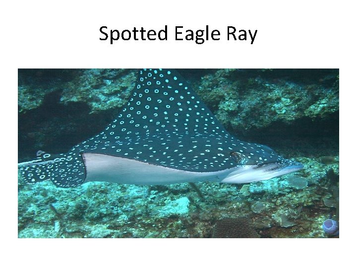 Spotted Eagle Ray 