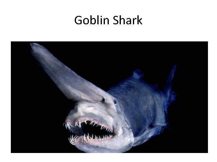 Goblin Shark 