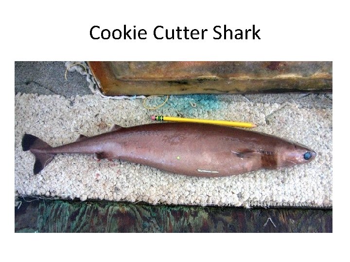 Cookie Cutter Shark 