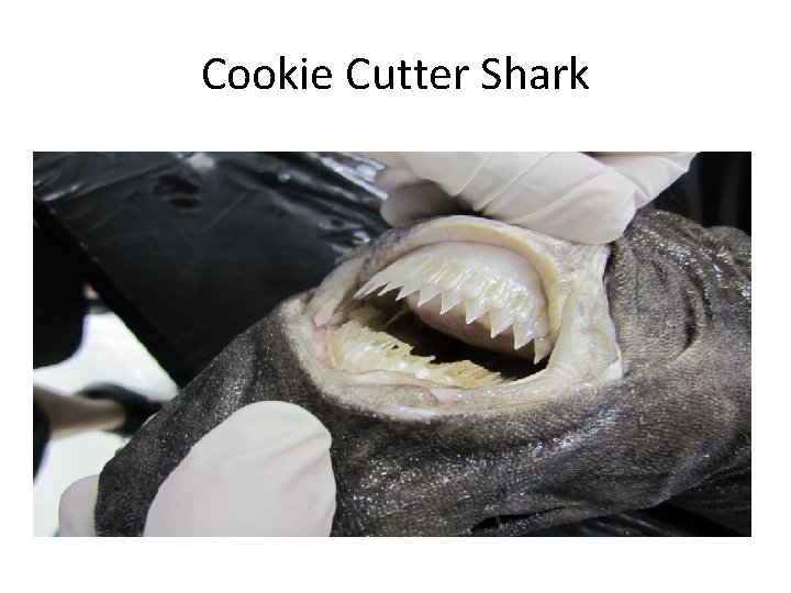 Cookie Cutter Shark 