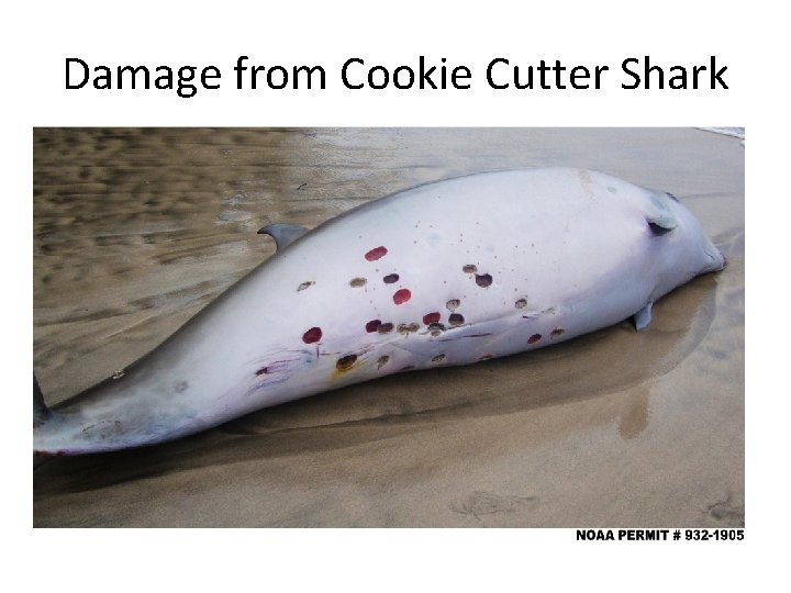 Damage from Cookie Cutter Shark 