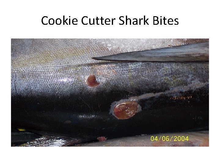 Cookie Cutter Shark Bites 