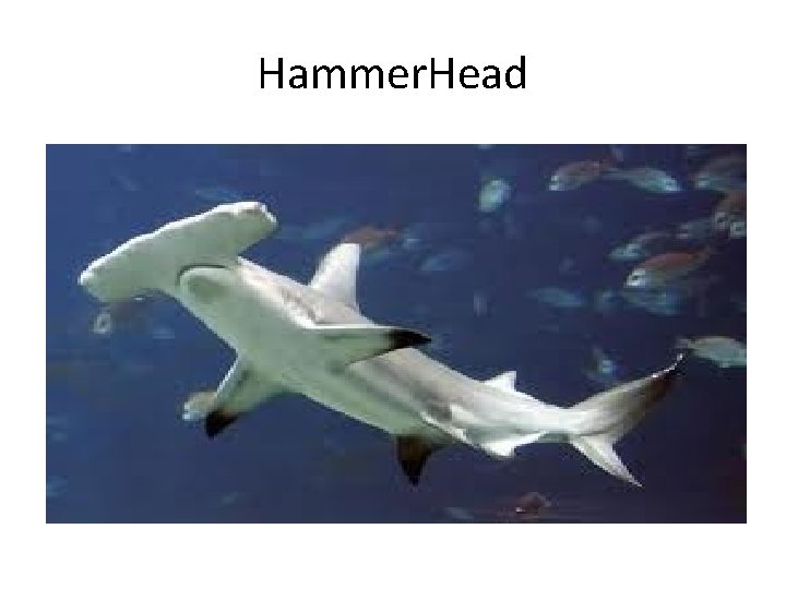 Hammer. Head 