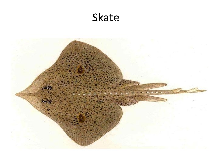 Skate 