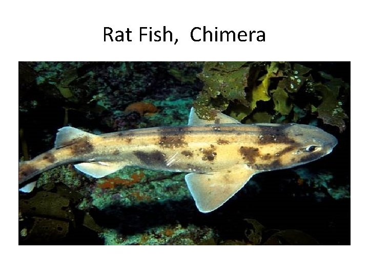 Rat Fish, Chimera 