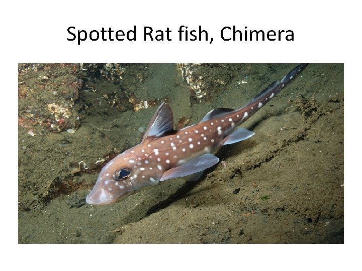 Spotted Rat fish, Chimera 