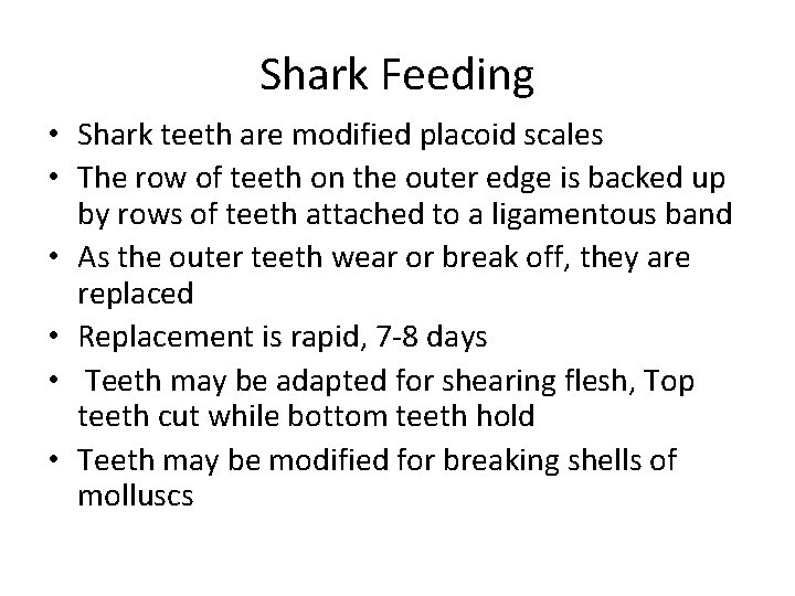 Shark Feeding • Shark teeth are modified placoid scales • The row of teeth
