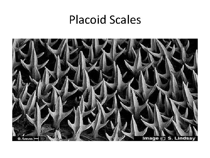 Placoid Scales 