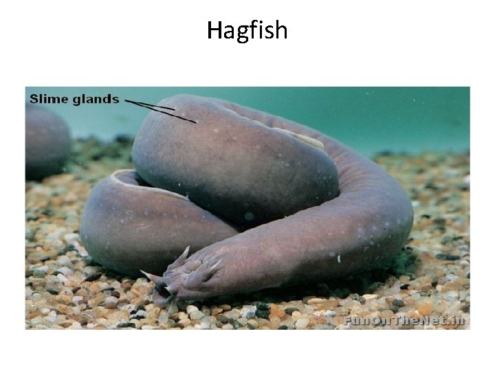 Hagfish 