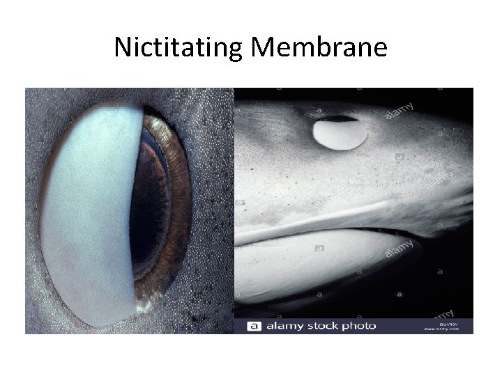 Nictitating Membrane 