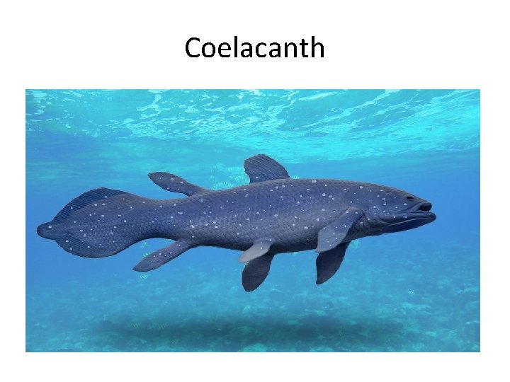 Coelacanth 