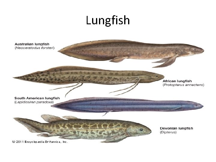 Lungfish 