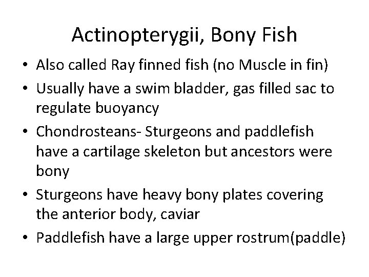 Actinopterygii, Bony Fish • Also called Ray finned fish (no Muscle in fin) •