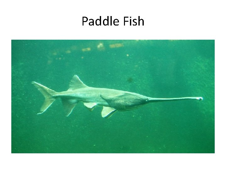 Paddle Fish 