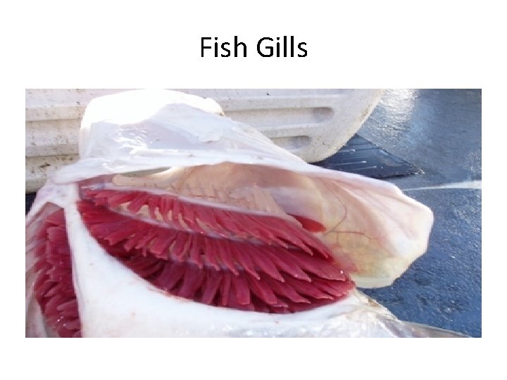 Fish Gills 