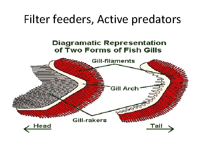 Filter feeders, Active predators 