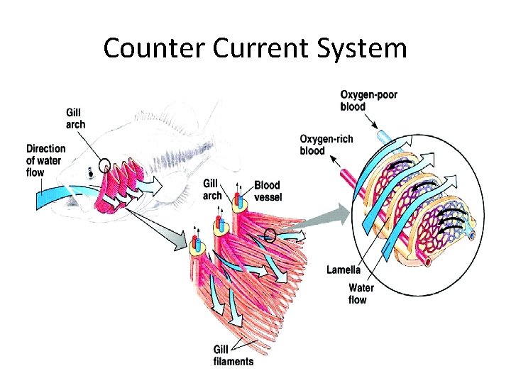 Counter Current System 