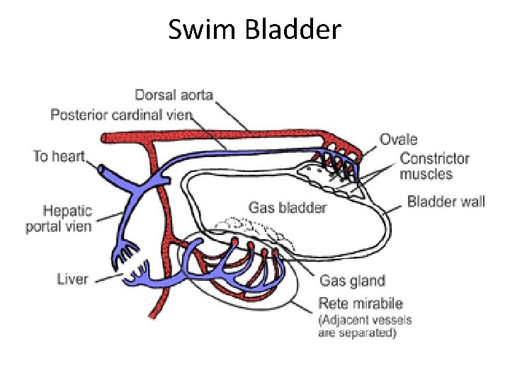 Swim Bladder 