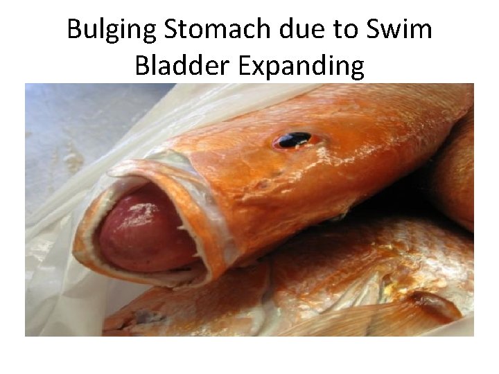 Bulging Stomach due to Swim Bladder Expanding 