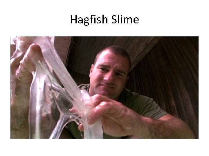 Hagfish Slime 