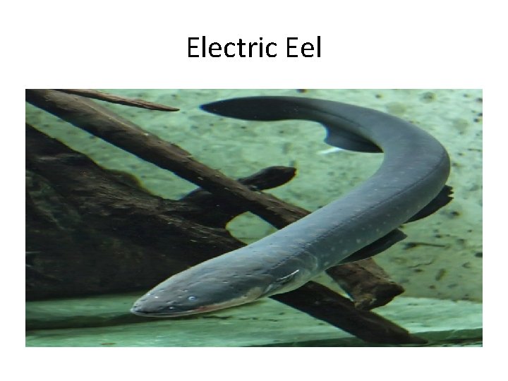 Electric Eel 