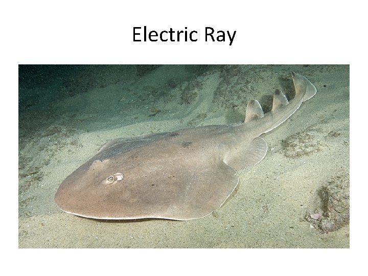 Electric Ray 