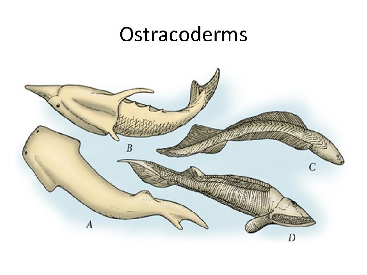 Ostracoderms 