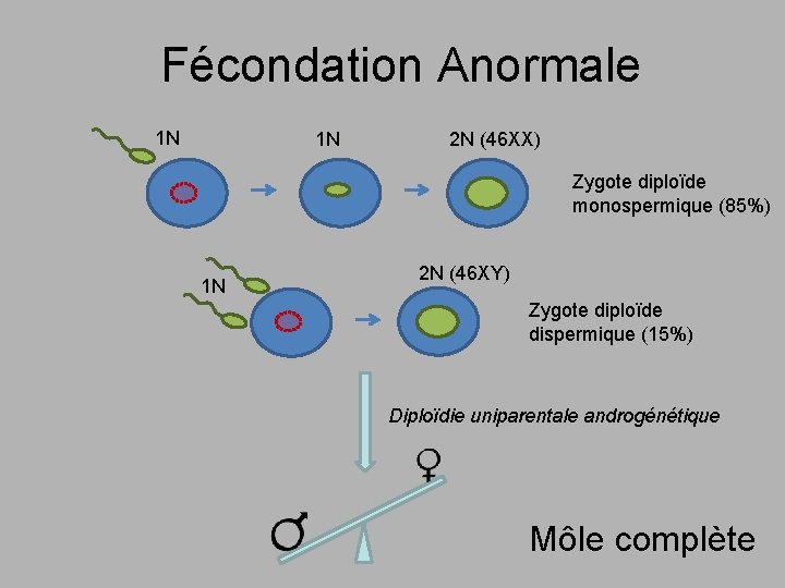 Fécondation Anormale 1 N 1 N 2 N (46 XX) Zygote diploïde monospermique (85%)