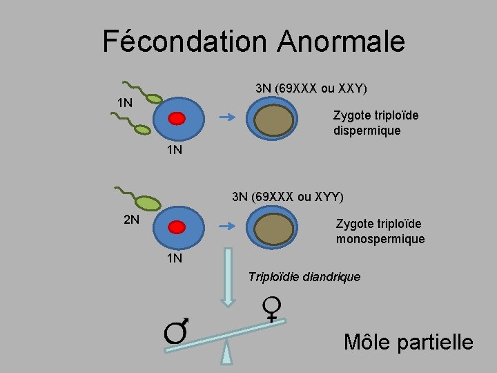 Fécondation Anormale 3 N (69 XXX ou XXY) 1 N Zygote triploïde dispermique 1