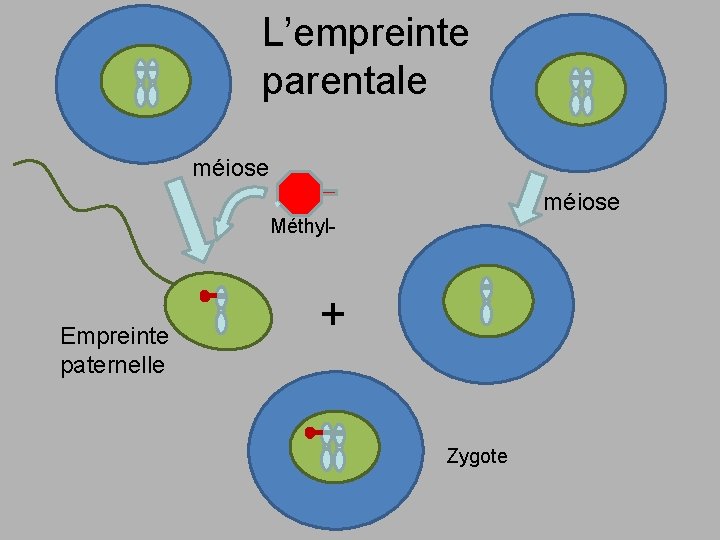 L’empreinte parentale méiose Méthyl- Empreinte paternelle + Zygote 