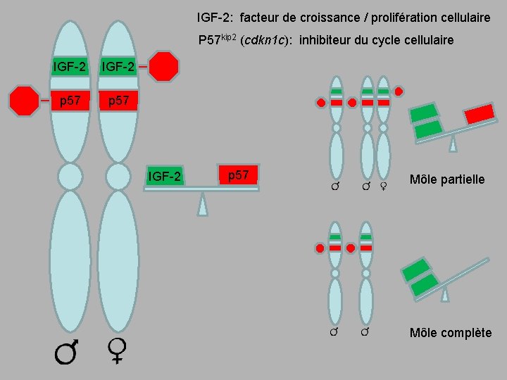 IGF-2: facteur de croissance / prolifération cellulaire P 57 kip 2 (cdkn 1 c):