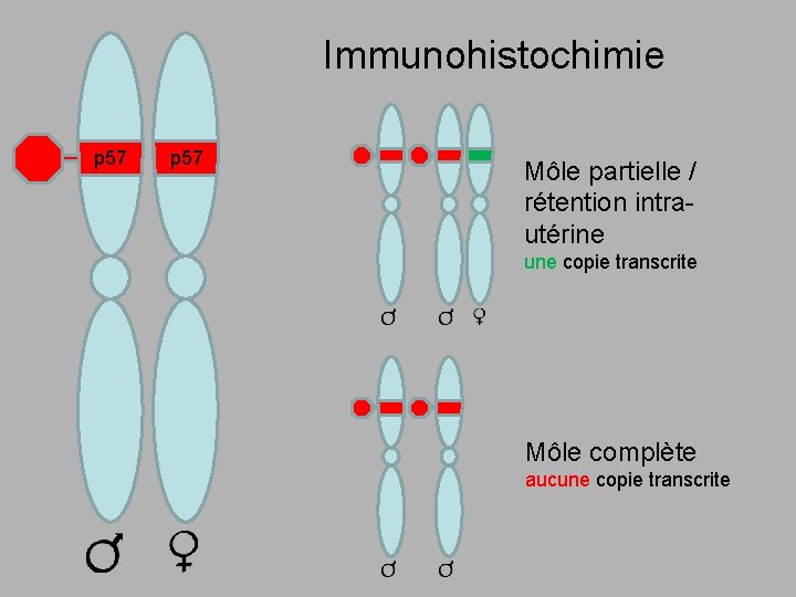 Immunohistochimie p 57 Môle partielle / rétention intrautérine une copie transcrite Môle complète aucune