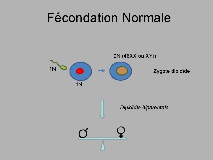 Fécondation Normale 2 N (46 XX ou XY)) 1 N Zygote diploïde 1 N