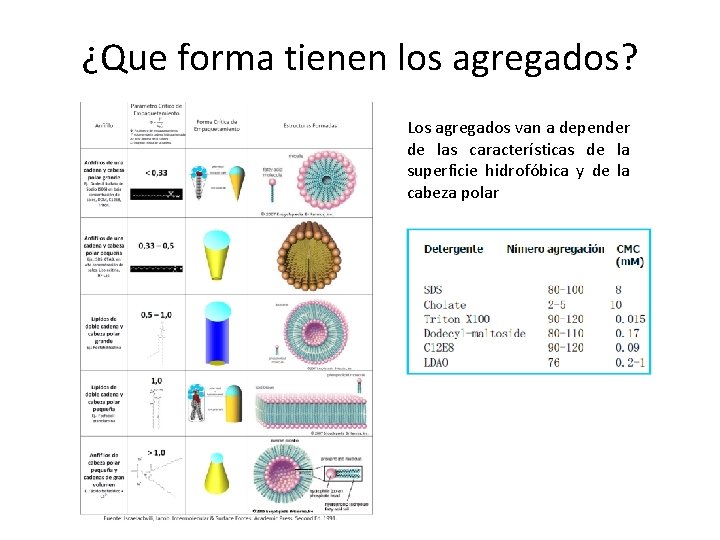 ¿Que forma tienen los agregados? Los agregados van a depender de las características de
