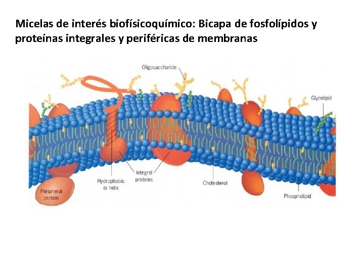 Micelas de interés biofísicoquímico: Bicapa de fosfolípidos y proteínas integrales y periféricas de membranas