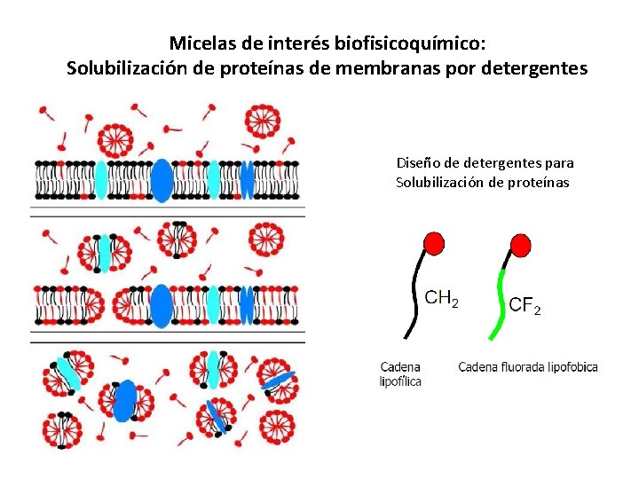 Micelas de interés biofisicoquímico: Solubilización de proteínas de membranas por detergentes Diseño de detergentes