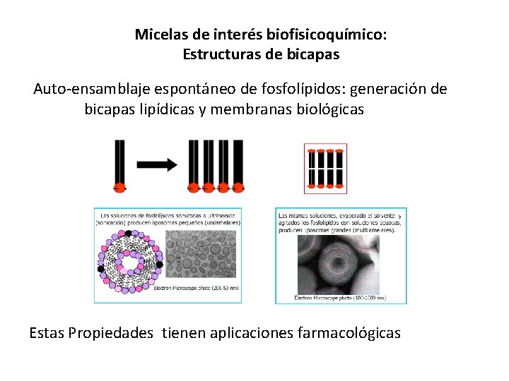 Micelas de interés biofisicoquímico: Estructuras de bicapas Auto-ensamblaje espontáneo de fosfolípidos: generación de bicapas