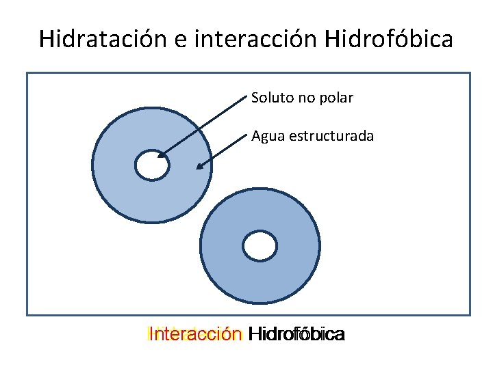 Hidratación e interacción Hidrofóbica Soluto no polar Agua estructurada Interacción Hidrofóbica Hidratación 